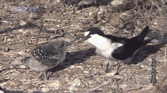 野生动物的秘密 第四季