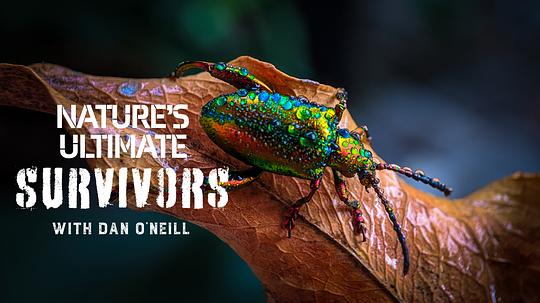 动物封神榜 第一季