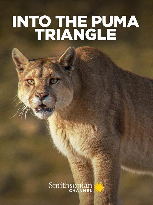Into the Puma Triangle