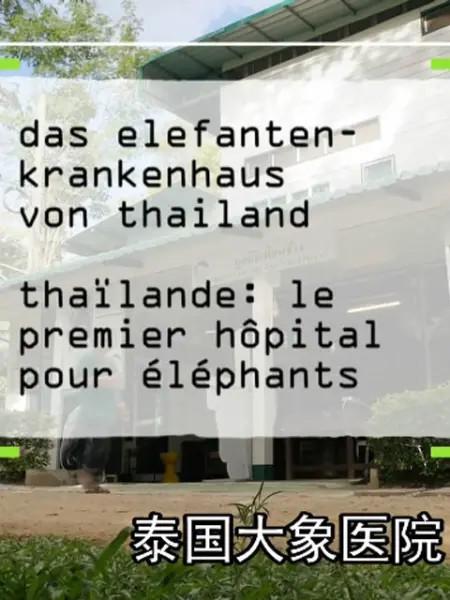 泰国大象医院