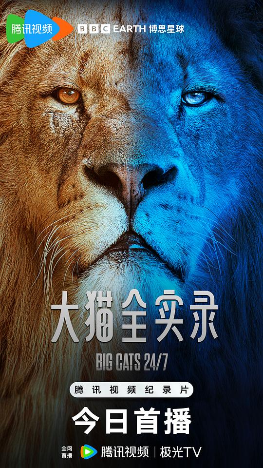 大猫全实录