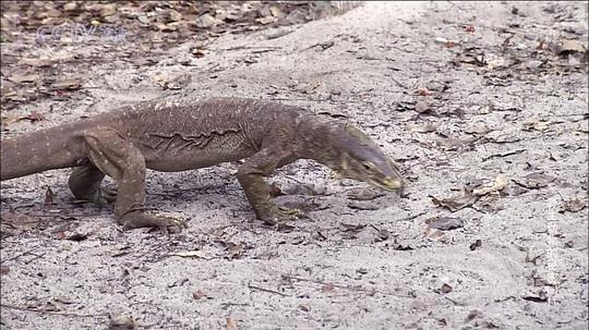 野生动物的秘密 第一季