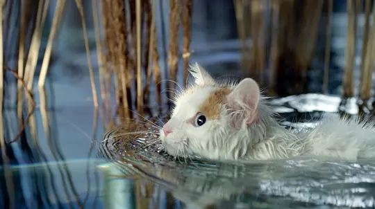 猫猫的奇妙世界